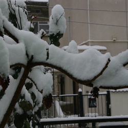January 2011: Snow